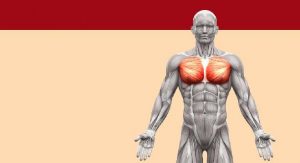 آناتومی عضلات در بدنسازی